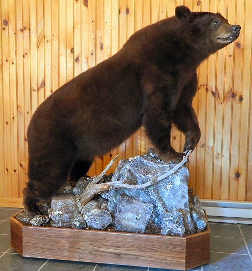 Life Size Bear Taxidermy Mounts Pennsylvania