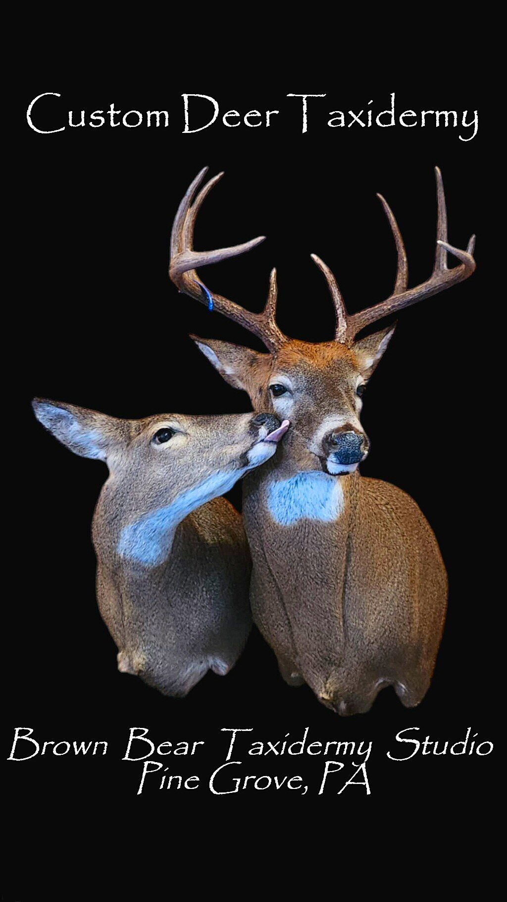 Deer Taxidermy Shoulder Mounts for Walls at Brown Bear Taxidermy Studio Pine Grove PA