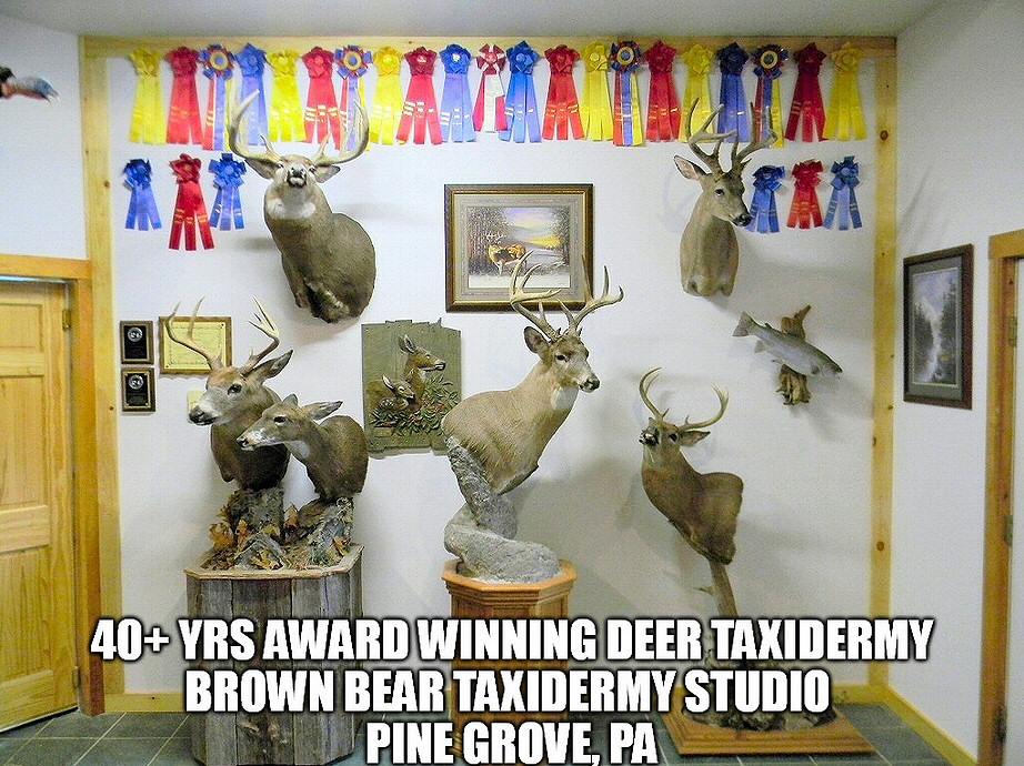 Deer Taxidermy Mounts at Brown Bear Taxidermy Studio Pine Grove PA