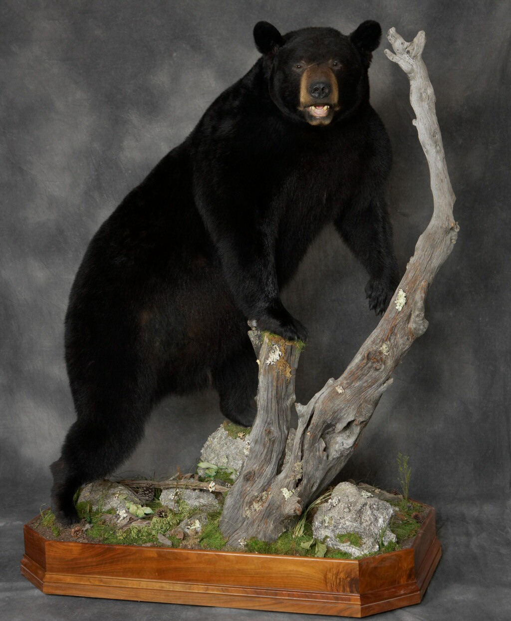 Lifesize Bear Mounts by Brown Bear Taxidermy Studio Pine Grove PA